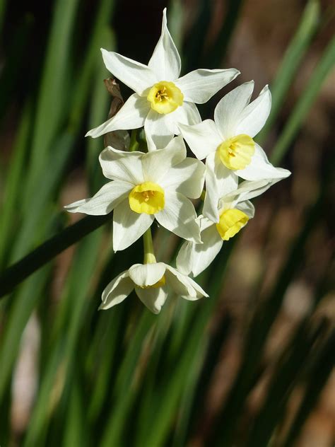 水仙 花|水仙（スイセン）とは？花言葉や育て方、季節、種類。